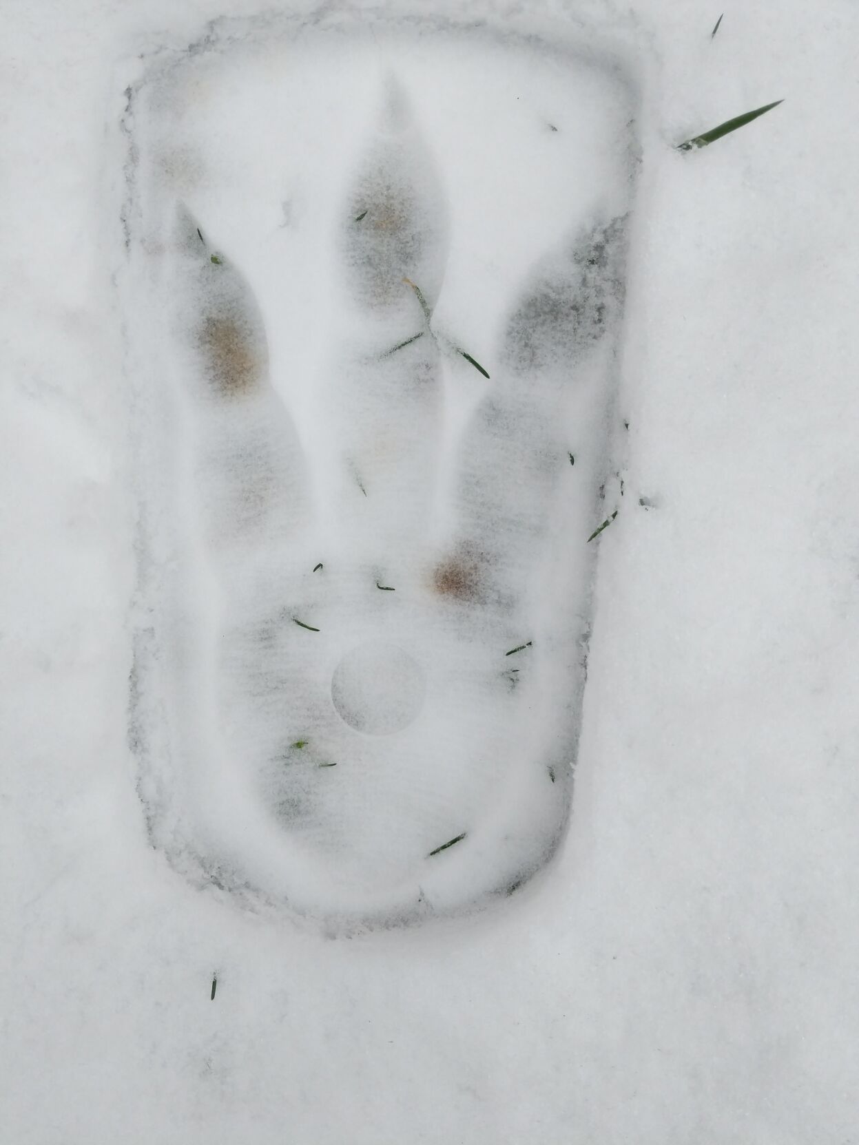 Footprints in the snow